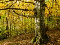 Einzelne Buche mit ausladenden Ästen
